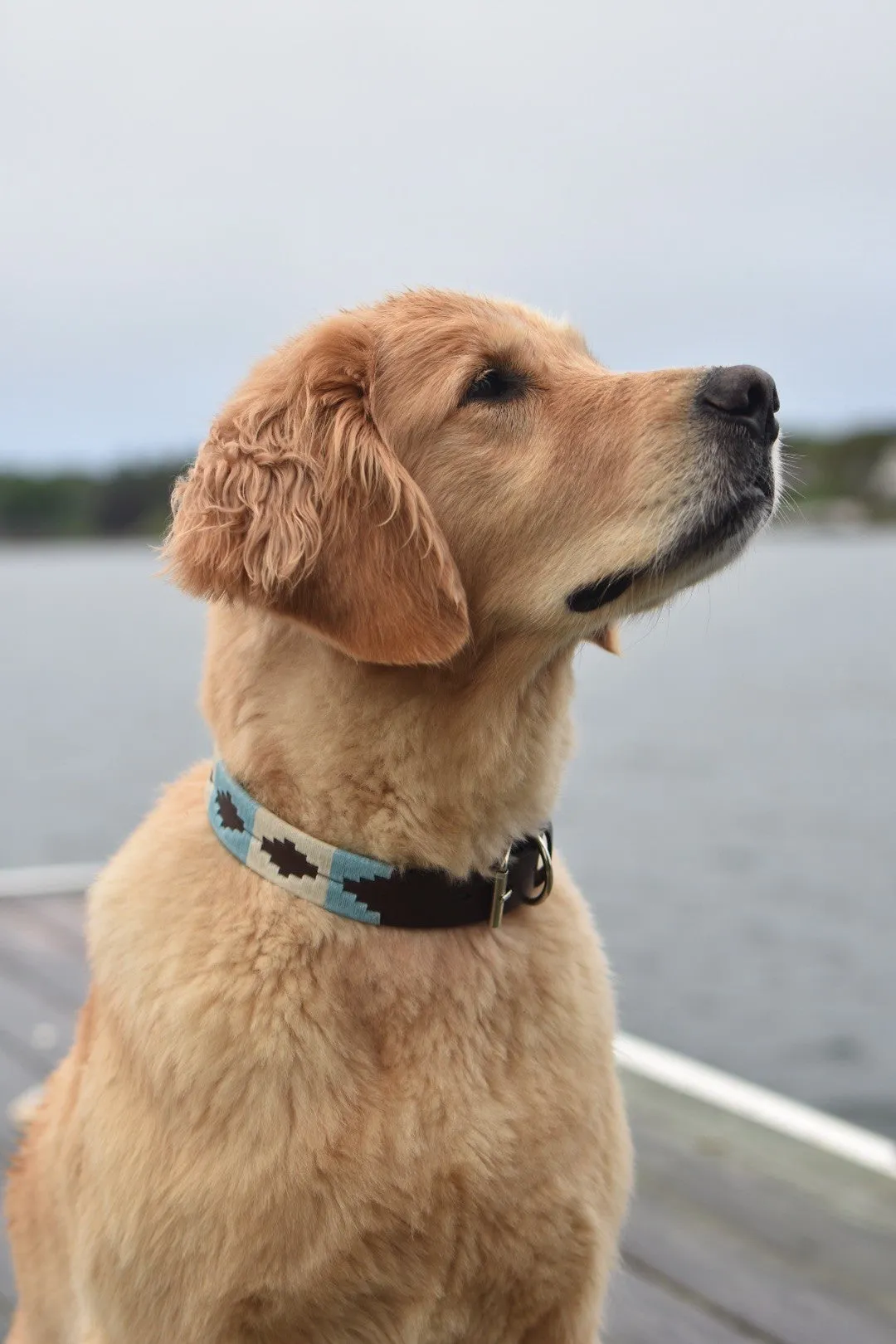 Argentina Dog Collar